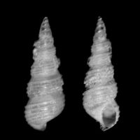 Aclis ascaris 